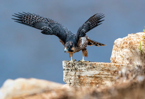 �����, �����