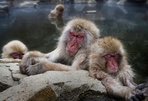 ��������, ����, Japanese macaque, ��������