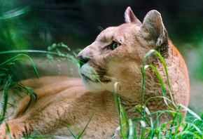 ������, ����, ������