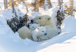 зима, белый, небо, снег, природа, медведь, семья, медведи, три, белая, медв ...