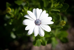 ������������, �������� ���, �����, ������