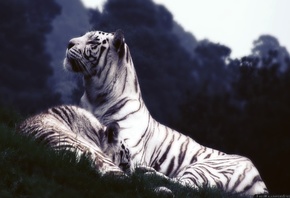 Белые тигр, отдых, трава, сумерки