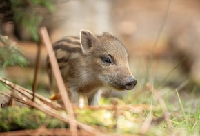 ��������, �����