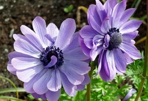 ���, �����, ������, �������