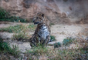 Леопард, Safari