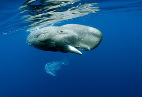 �������, ����, ��� �����, ���