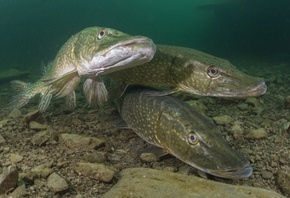 ����, ����, ����, ��� �����, ������, ����