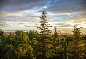 обои деревья, ель, лес, небо деревья, ель, лес, небо