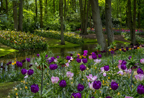 Netherlands, Parks, Spring, Pond Tulips Keukenhof