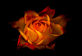 ���������, ����