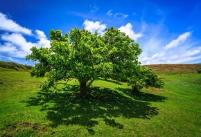 , , Ranu Raraku, Easter Island, , , , ,  ...