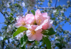 весна, цветение, яблоня