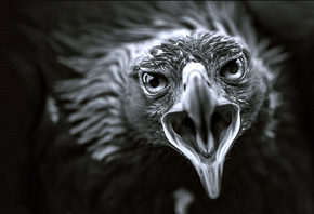 �����, ����, ����