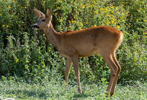 ��������, �����