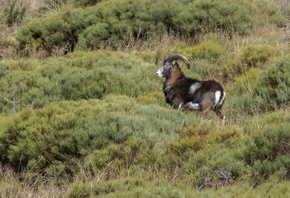 ��������, �����