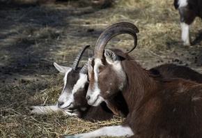 ��������, �����