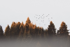Forest, Birds