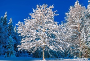 ����, �������, ����