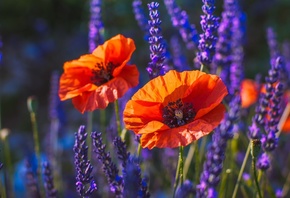 ���, �����