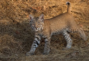 ����, �������, ������, ��������