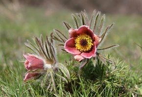 ��� �����, �����, �����