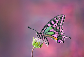 �������, ������, ���