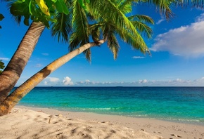 Тропики, океан, красиво, пальмы, пляж