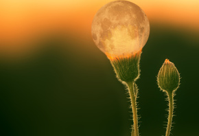 ����, ����, �����