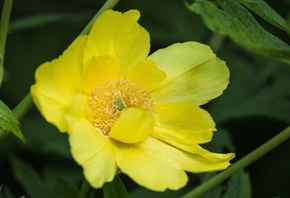 Желтый, цветок, лепестки