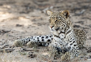 �������, leopard, �����, ����