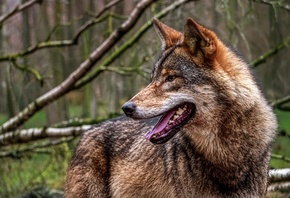 ����, �������� ����, ������, ���