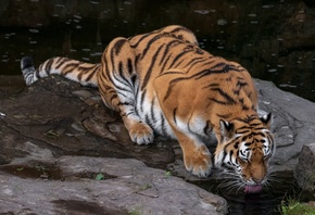 ����, �����, ����, ����, ��������