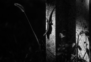 �������, ��������