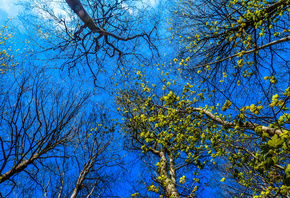 ����, �������, �����