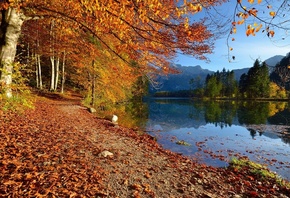 осень, деревья, пейзаж, горы, природа, озеро, берег, Австрия, дорожка, Almsee, Альмзе