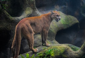 ����, �����, ��������