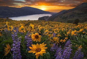 природа, пейзаж, США, закат, цветы, горы, река, луг, Орегон, Oregon, Columb ...