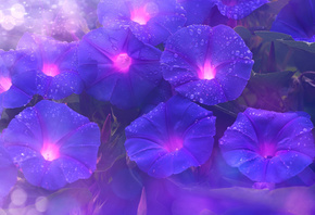 ����������, �����