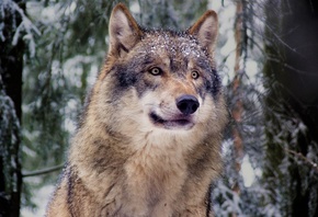 ����, ������, ��������