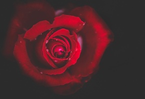 роза, темный фон