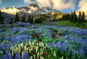 , , Mount Rainier, , , ,  , , , , 