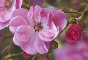 �������, ����, ������