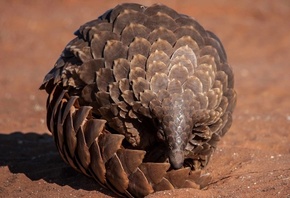 ��������, ��������