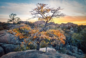 �������, nature, rock, plants, trees