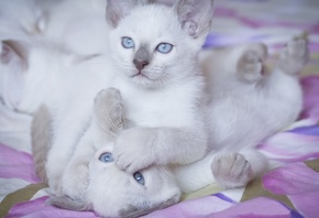 Два, котёнок, голубые глаза