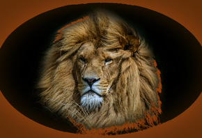 ��������, ���, ���