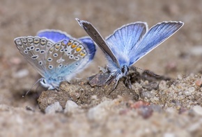 голубые, бабочки