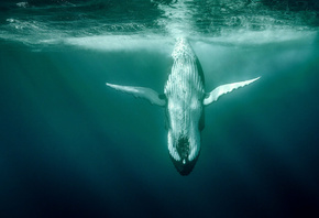 кит, подводный мир