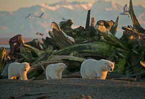 природа, Аляска, животные, хищники, медведи, белые медведи, птицы, кости