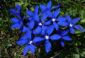 Gentiana, , 